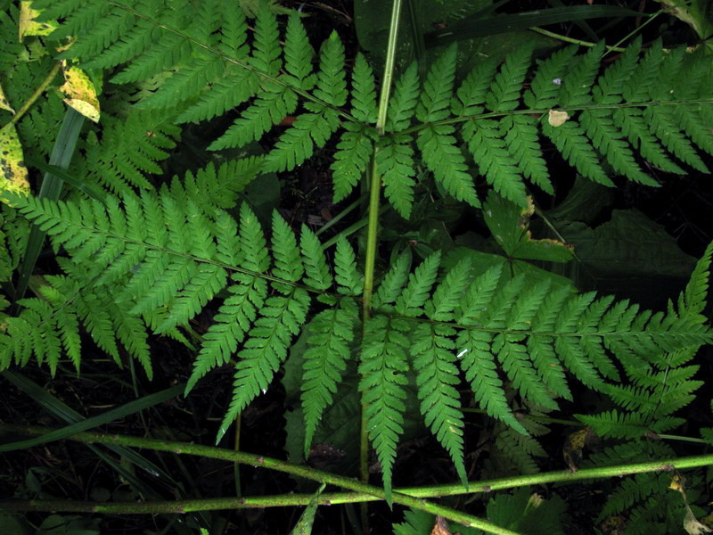 Image of Dryopteris dilatata specimen.