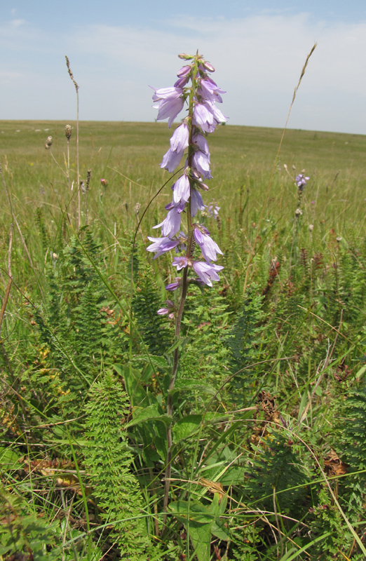 Image of Campanula bononiensis specimen.