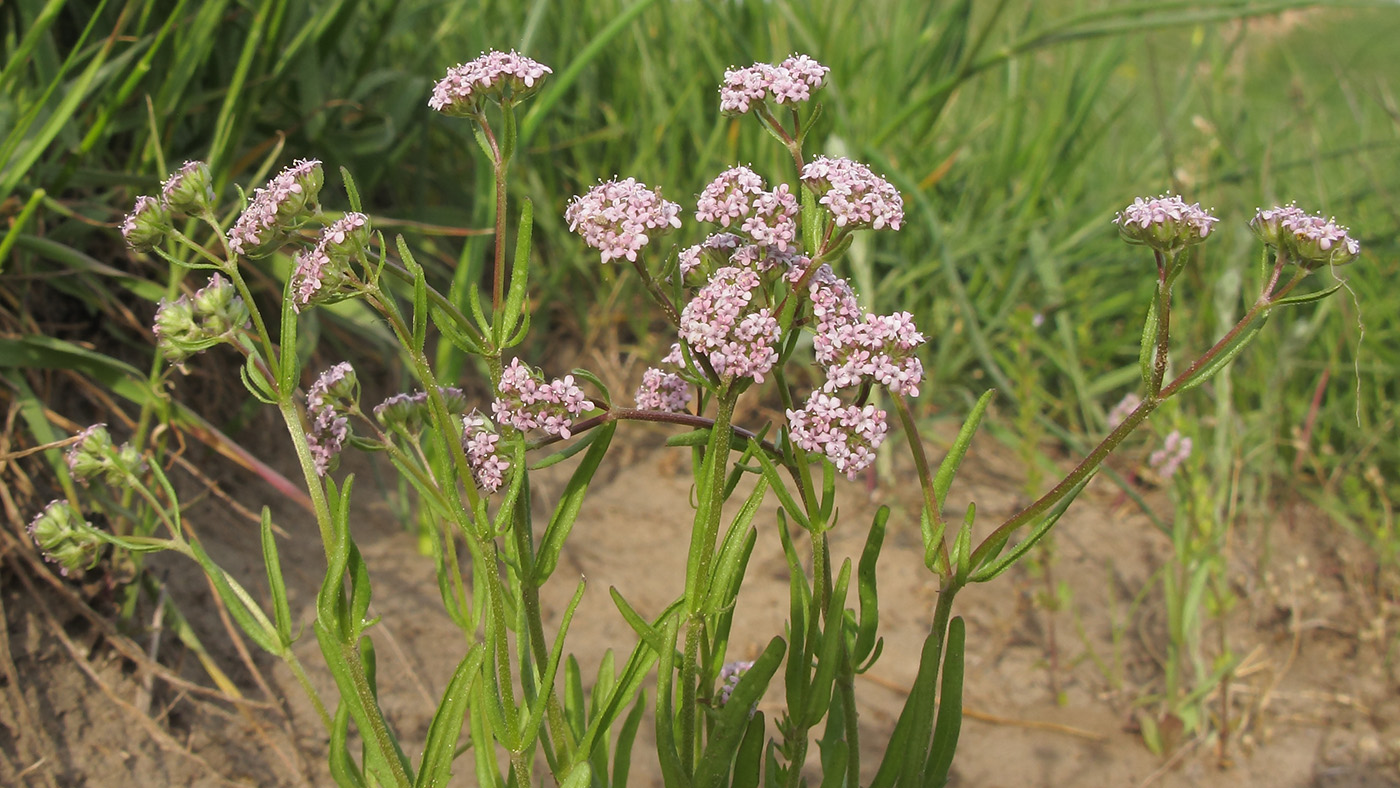 Изображение особи Valerianella carinata.