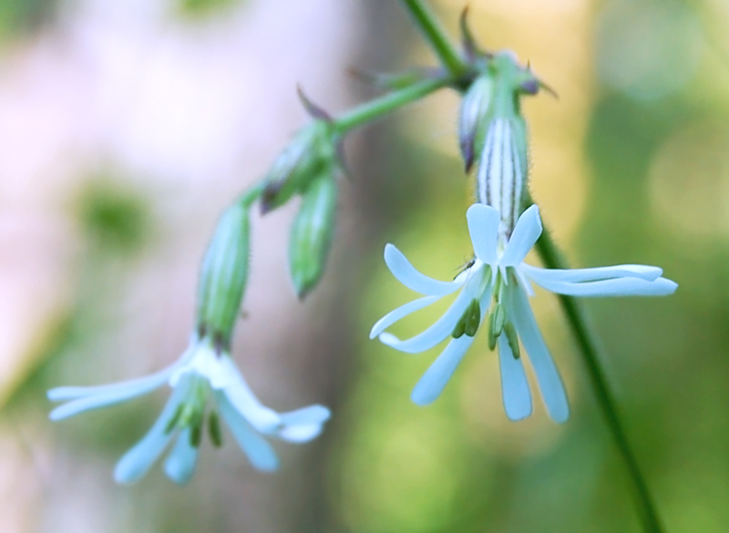 Image of Silene nutans specimen.