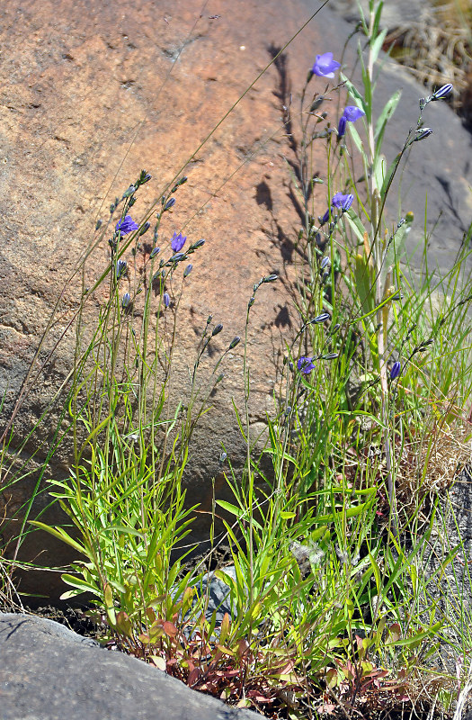 Image of Campanula rotundifolia specimen.