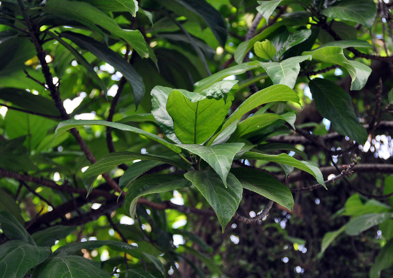 Image of Ficus hispida specimen.