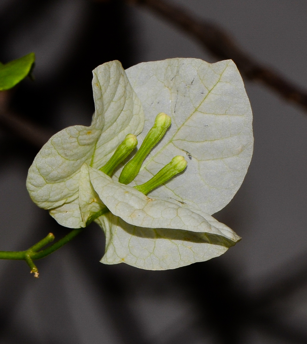 Image of genus Bougainvillea specimen.