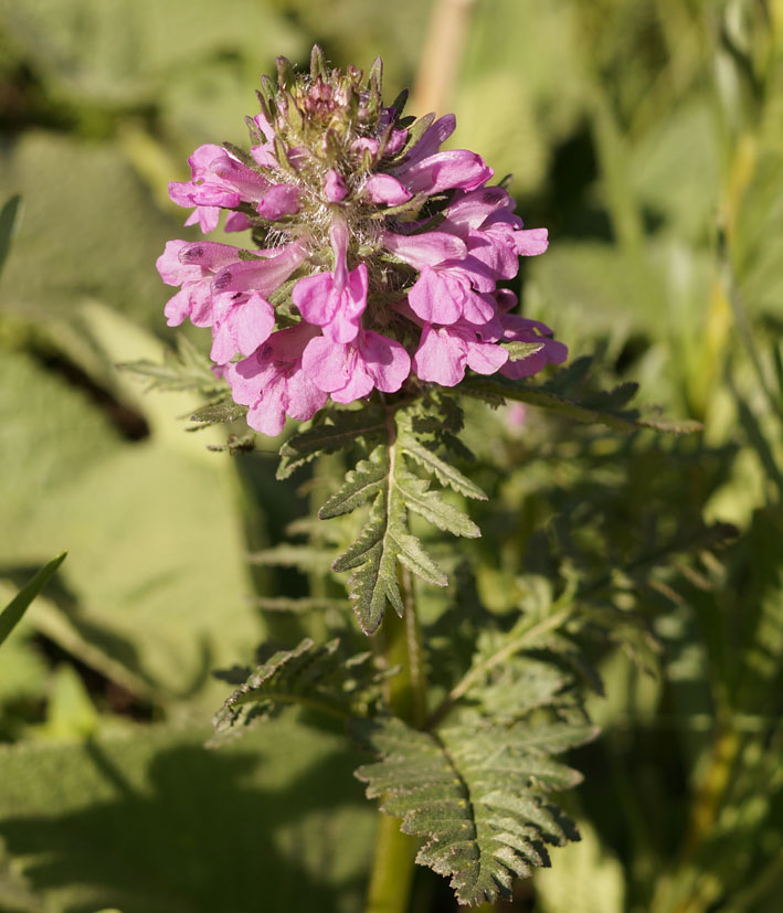 Image of Pedicularis macrochila specimen.