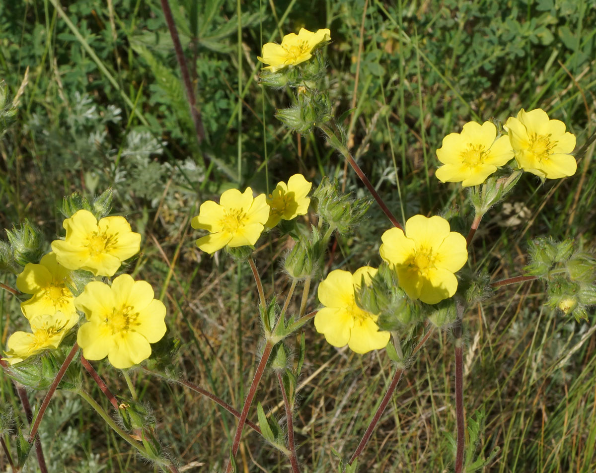 Изображение особи Potentilla recta.