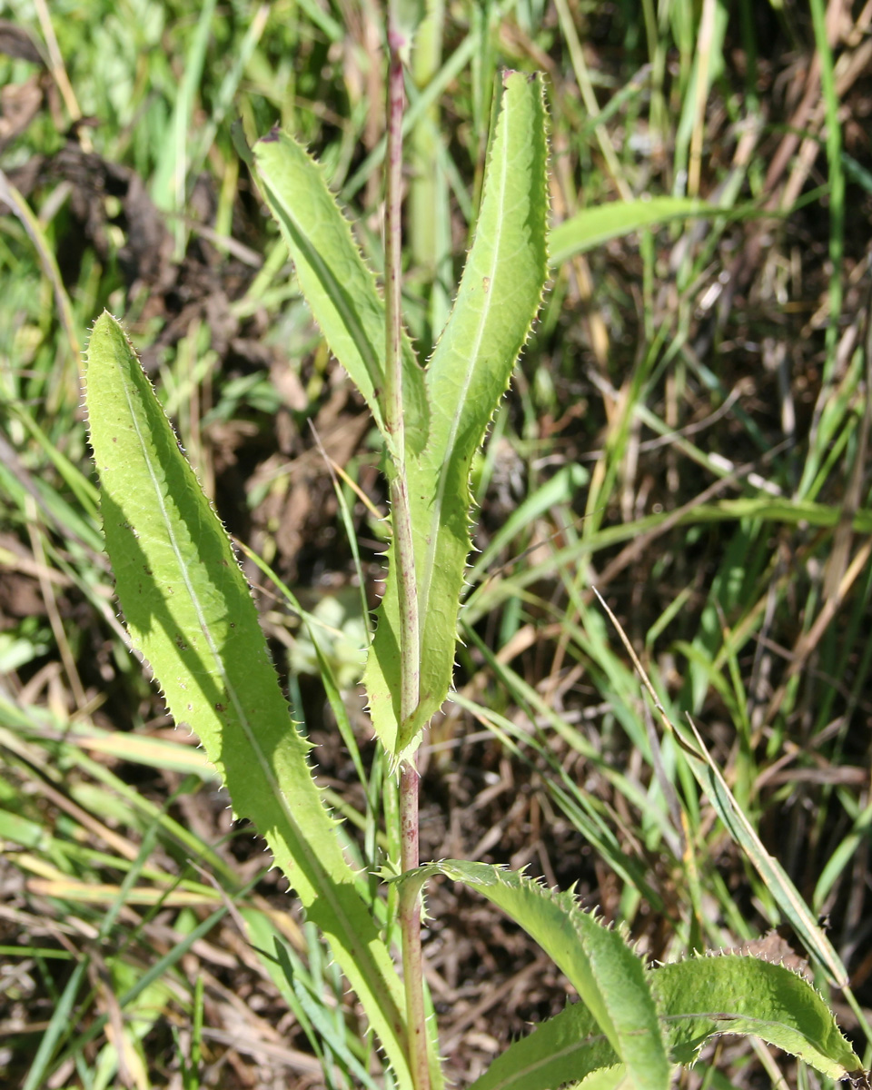 Изображение особи Sonchus arvensis.