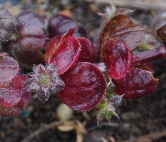 Image of genus Galium specimen.