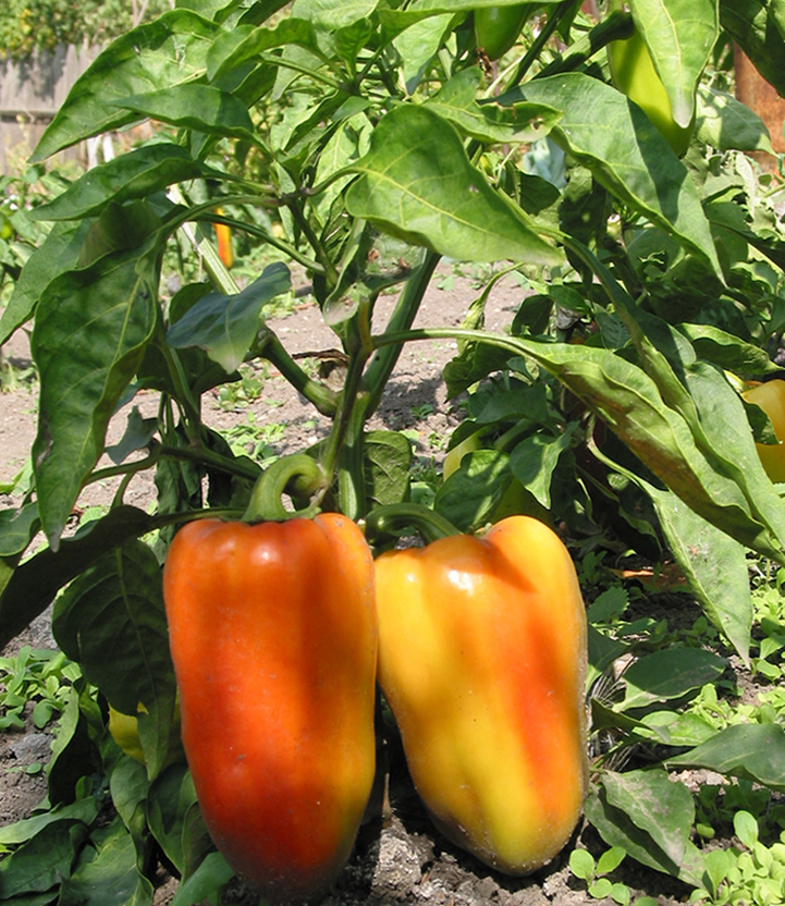 Изображение особи Capsicum annuum.