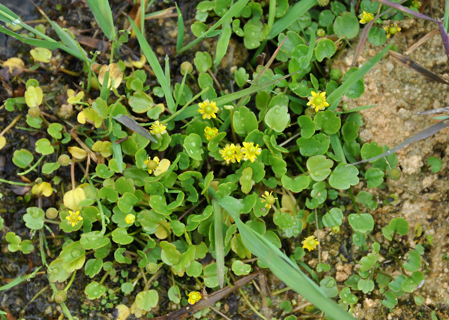 Image of Halerpestes sarmentosa specimen.