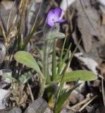 Matthiola tricuspidata