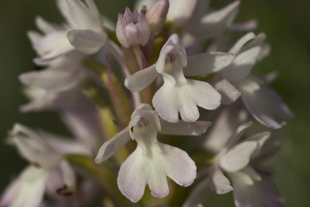 Image of Anacamptis pyramidalis specimen.