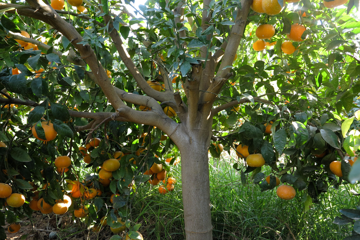 Image of Citrus reticulata specimen.