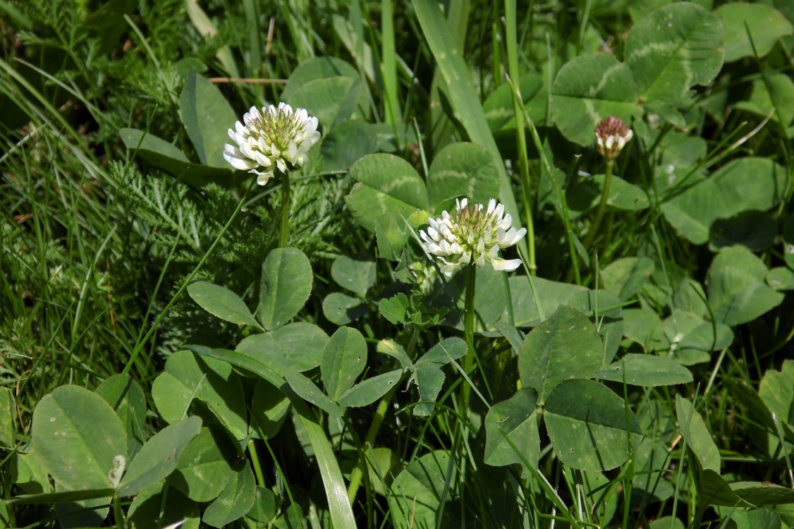 Изображение особи Trifolium repens.