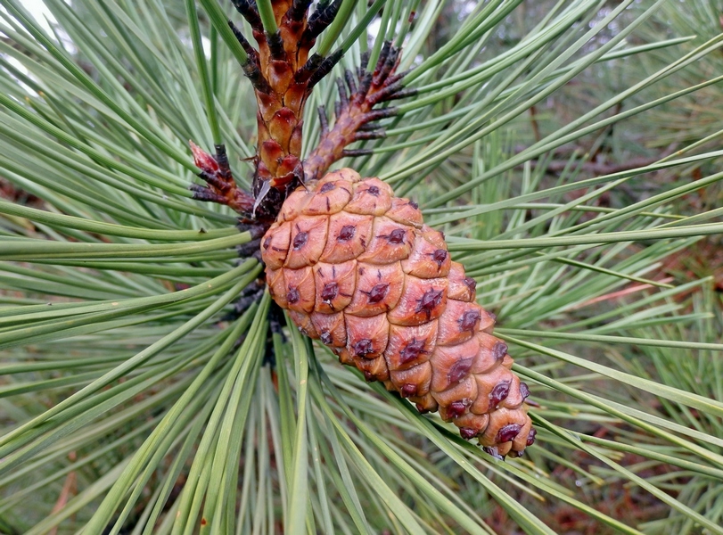 Изображение особи Pinus pallasiana.