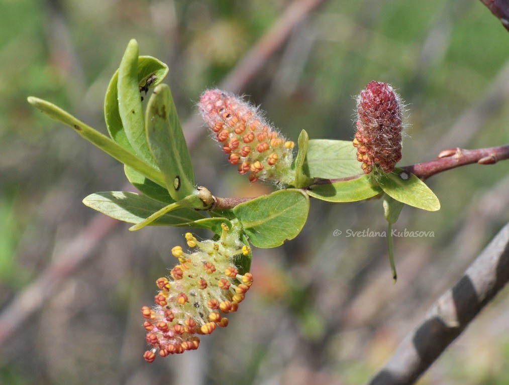 Изображение особи Salix kochiana.