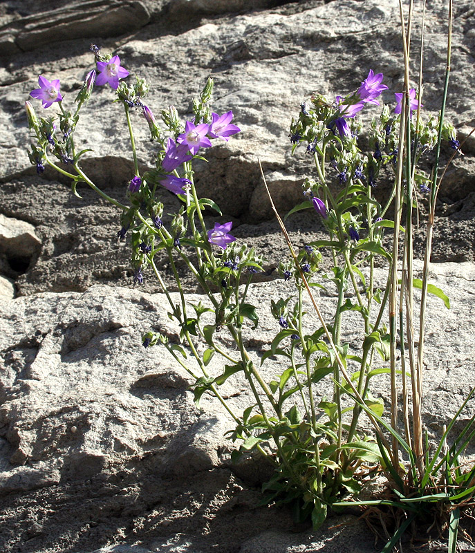 Image of Campanula taurica specimen.