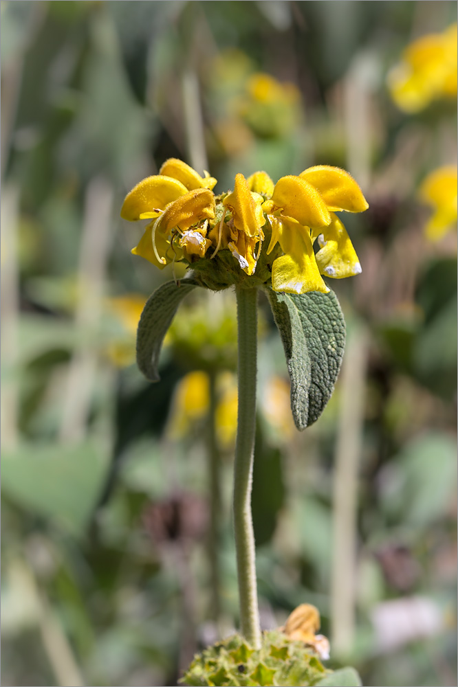 Image of Phlomis fruticosa specimen.