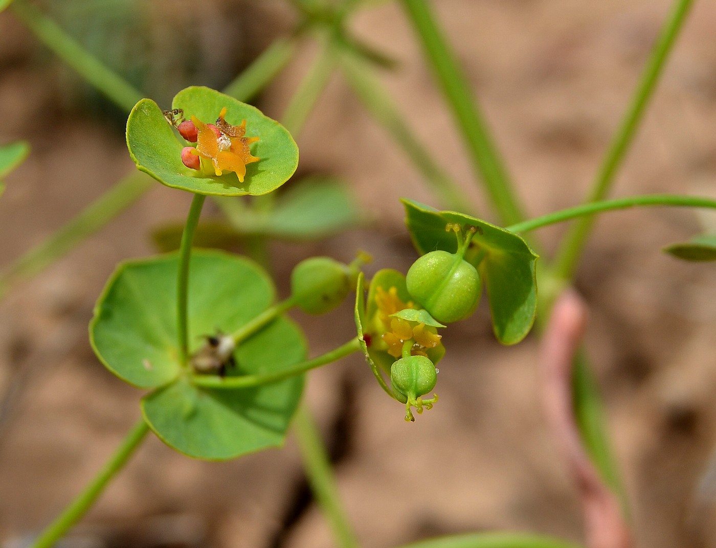 Image of Euphorbia praecox specimen.