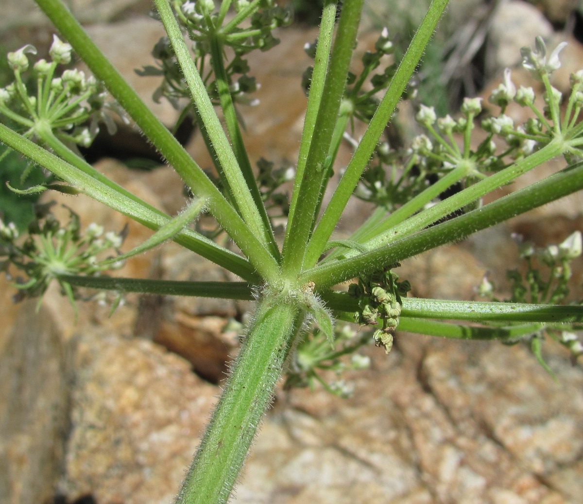 Image of Heracleum freynianum specimen.