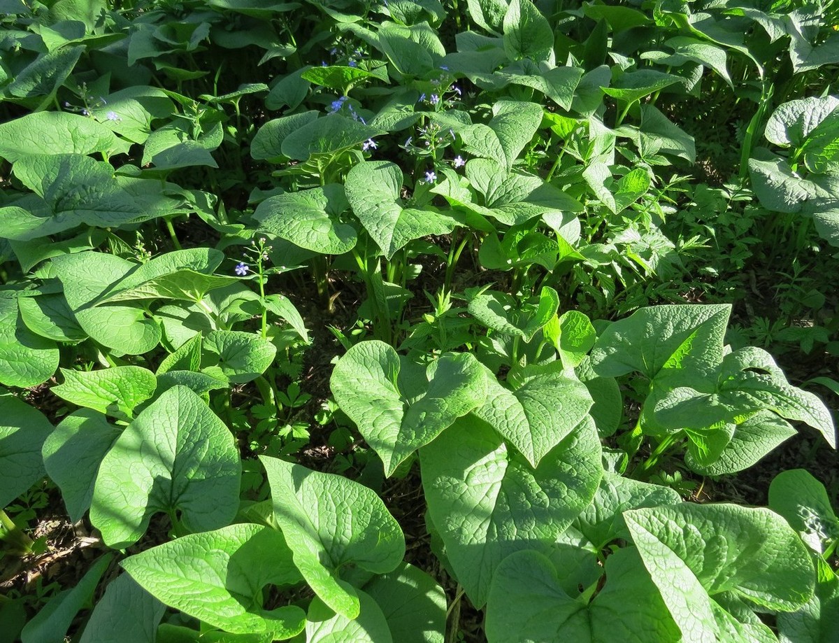 Image of Brunnera sibirica specimen.