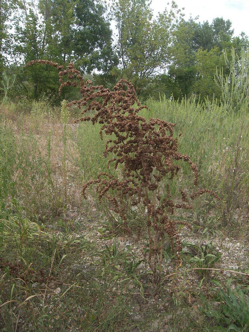 Изображение особи Rumex patientia.