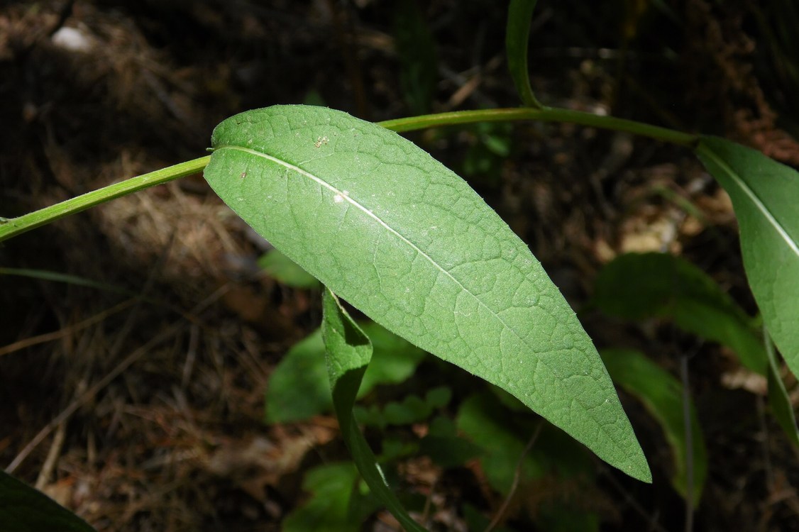 Image of Centaurea abbreviata specimen.