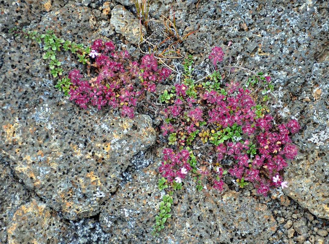 Image of Thymus praecox ssp. britannicus specimen.