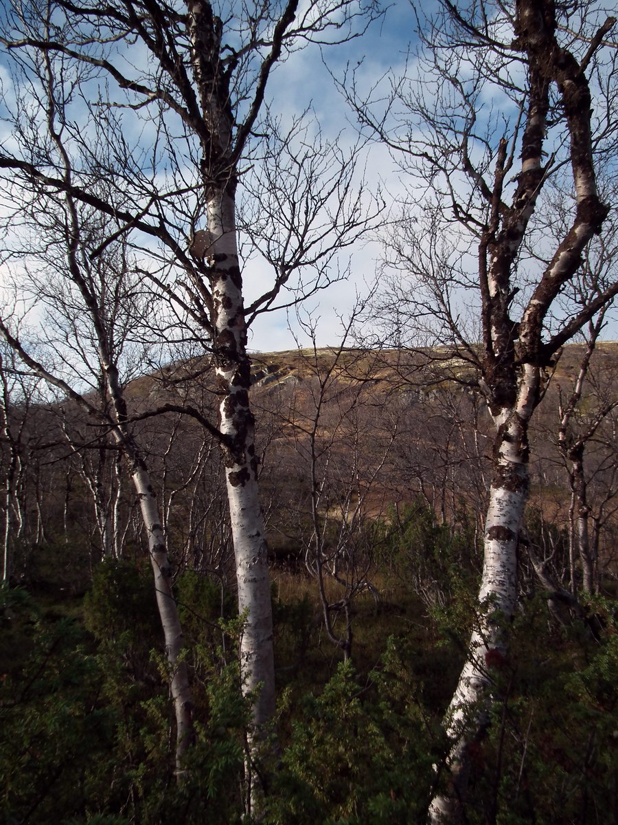 Image of Betula czerepanovii specimen.