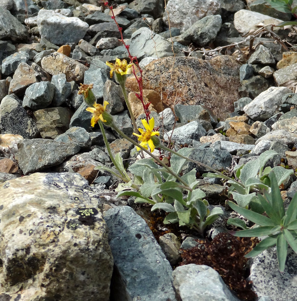 Изображение особи Tephroseris jacutica.