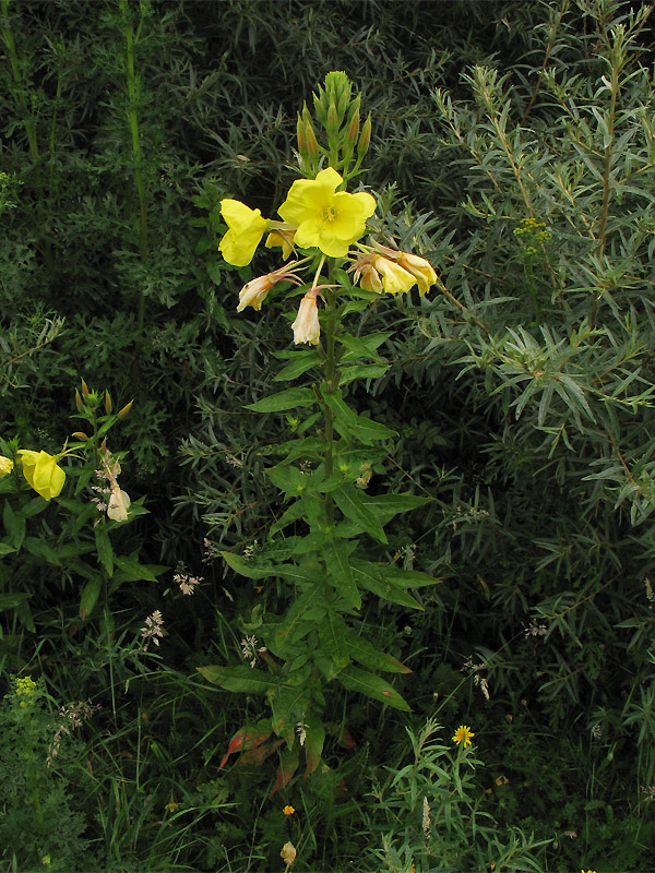 Image of Oenothera glazioviana specimen.