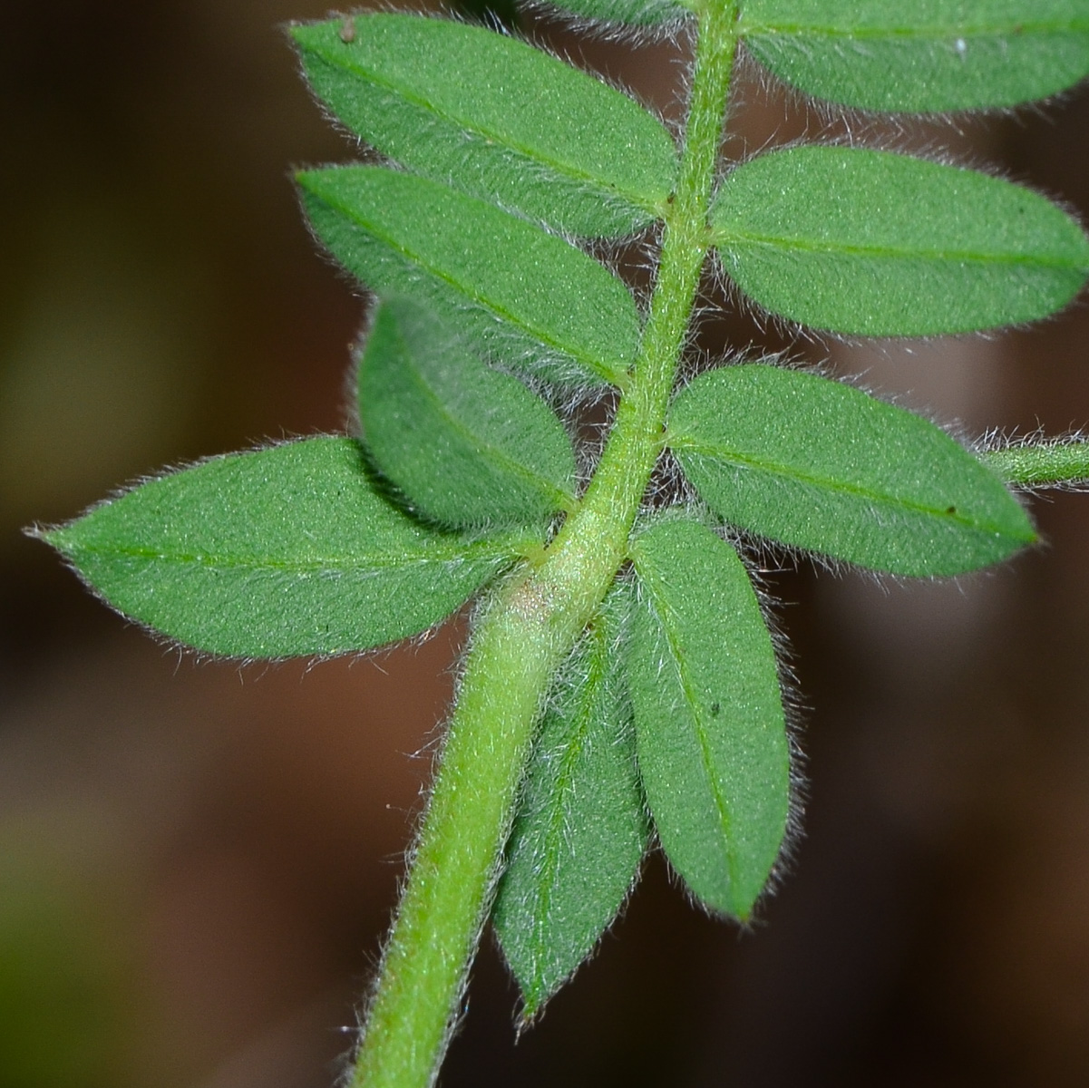 Изображение особи Ornithopus compressus.