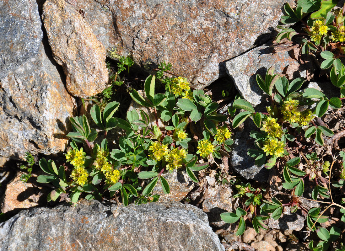 Image of Sibbaldia semiglabra specimen.