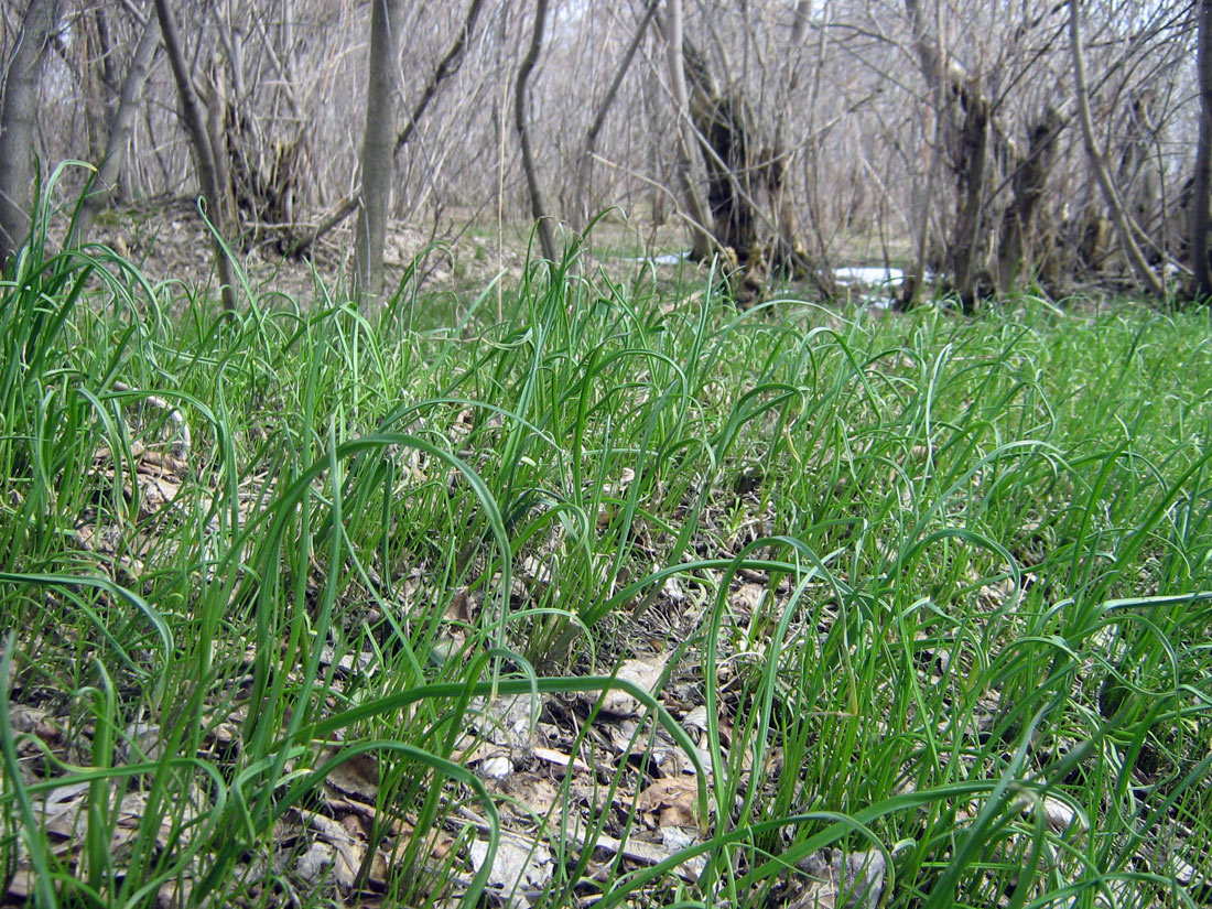 Image of Allium caeruleum specimen.