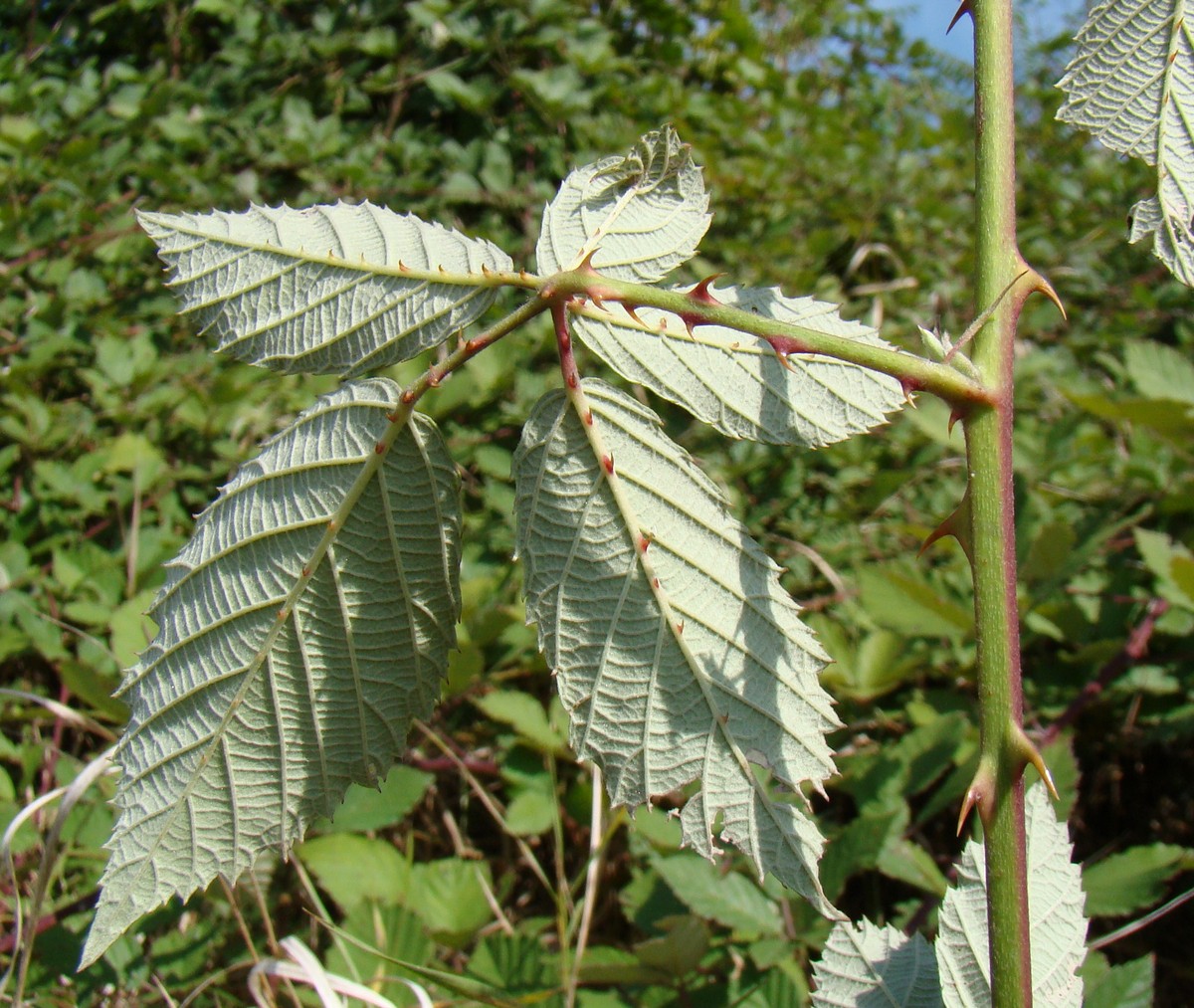 Image of Rubus candicans specimen.