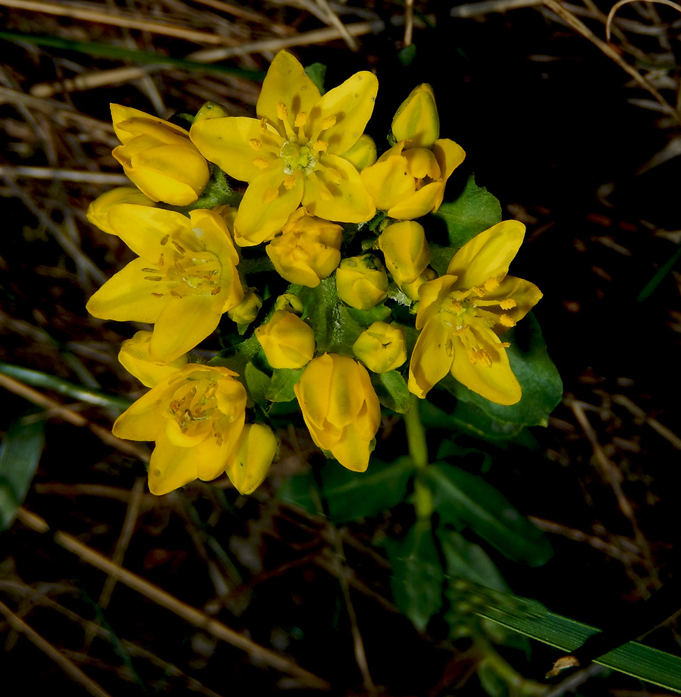 Image of Haplophyllum thesioides specimen.