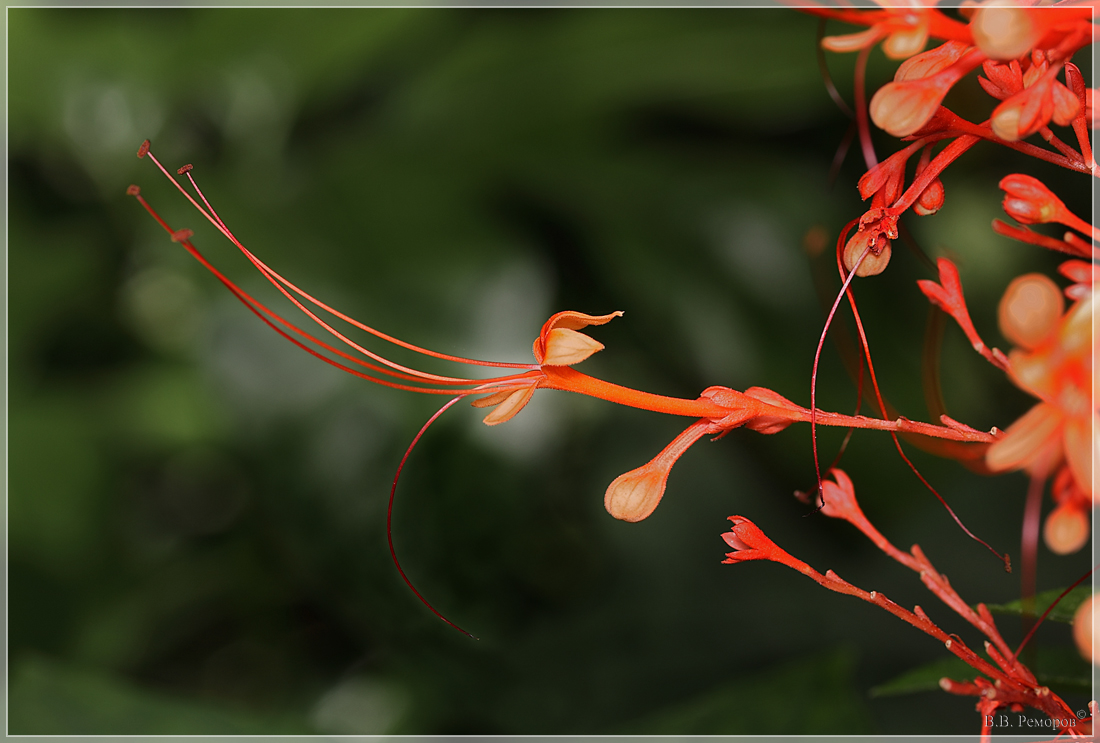 Изображение особи Clerodendrum paniculatum.