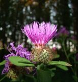 Centaurea pseudophrygia. Соцветие. Республика Мордовия, г. Саранск, Пролетарский р-н, ПКиО, около дорожки в дубраве. 27 июля 2015 г.