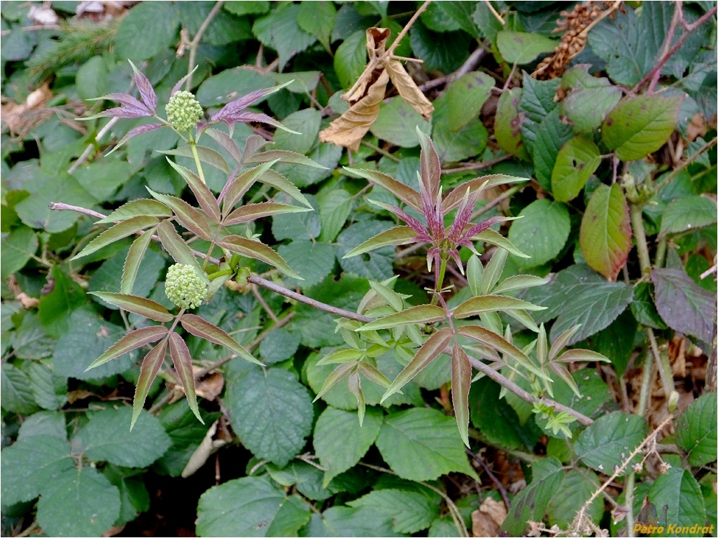 Image of Sambucus racemosa specimen.