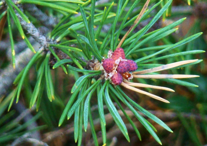 Image of Pinus friesiana specimen.