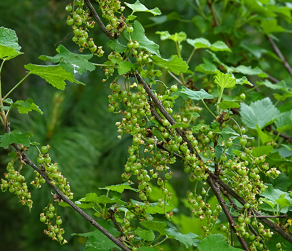 Изображение особи Ribes rubrum.