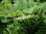 Polygonatum × hybridum. Побег с соцветиями. Москва, Воронцовский парк, лужайка в дубовой роще, в культуре. 04.06.2017.