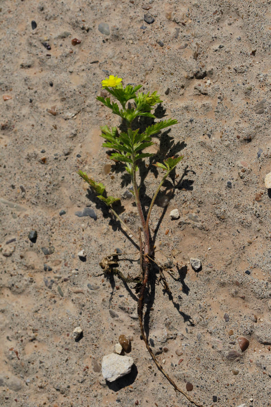 Image of Potentilla supina specimen.