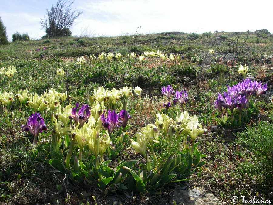 Image of Iris pumila specimen.