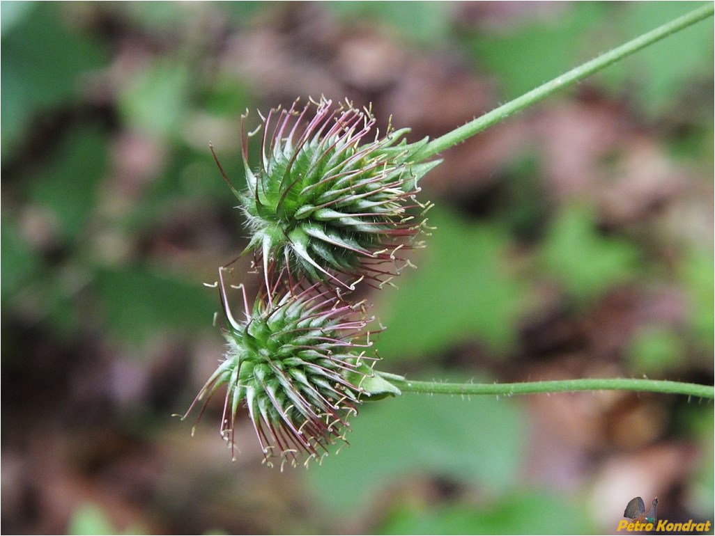 Image of Geum urbanum specimen.