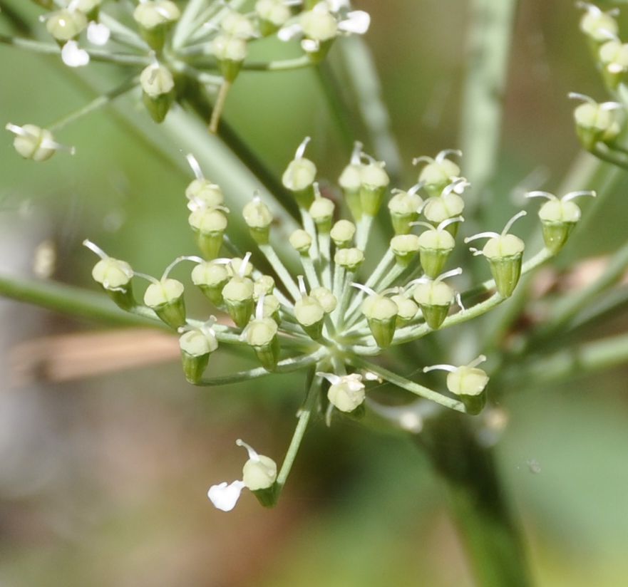 Изображение особи семейство Apiaceae.