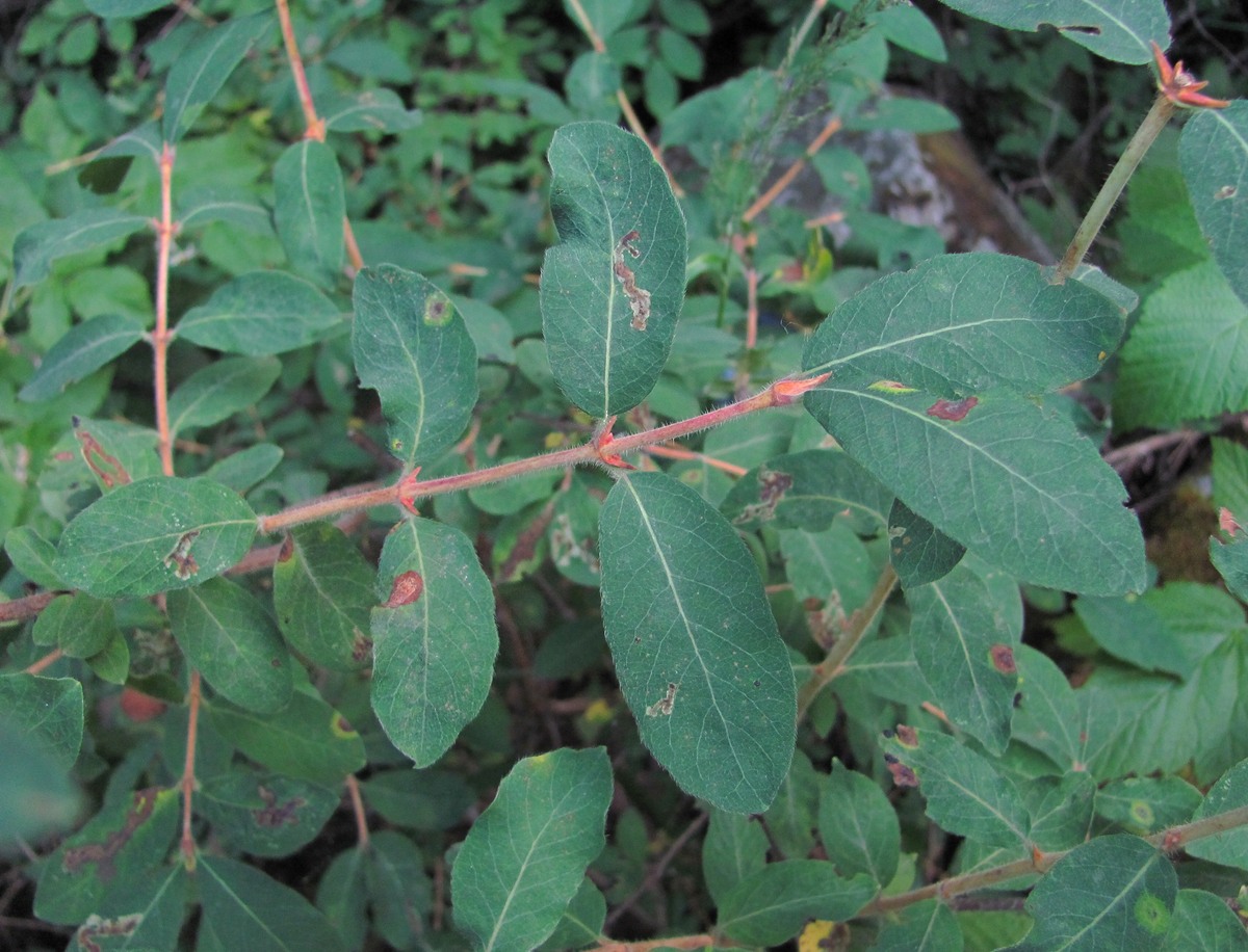 Изображение особи Lonicera buschiorum.