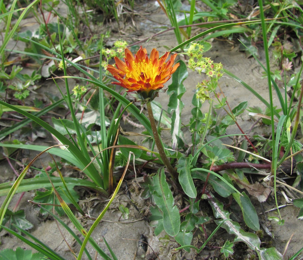 Image of Taraxacum porphyranthum specimen.