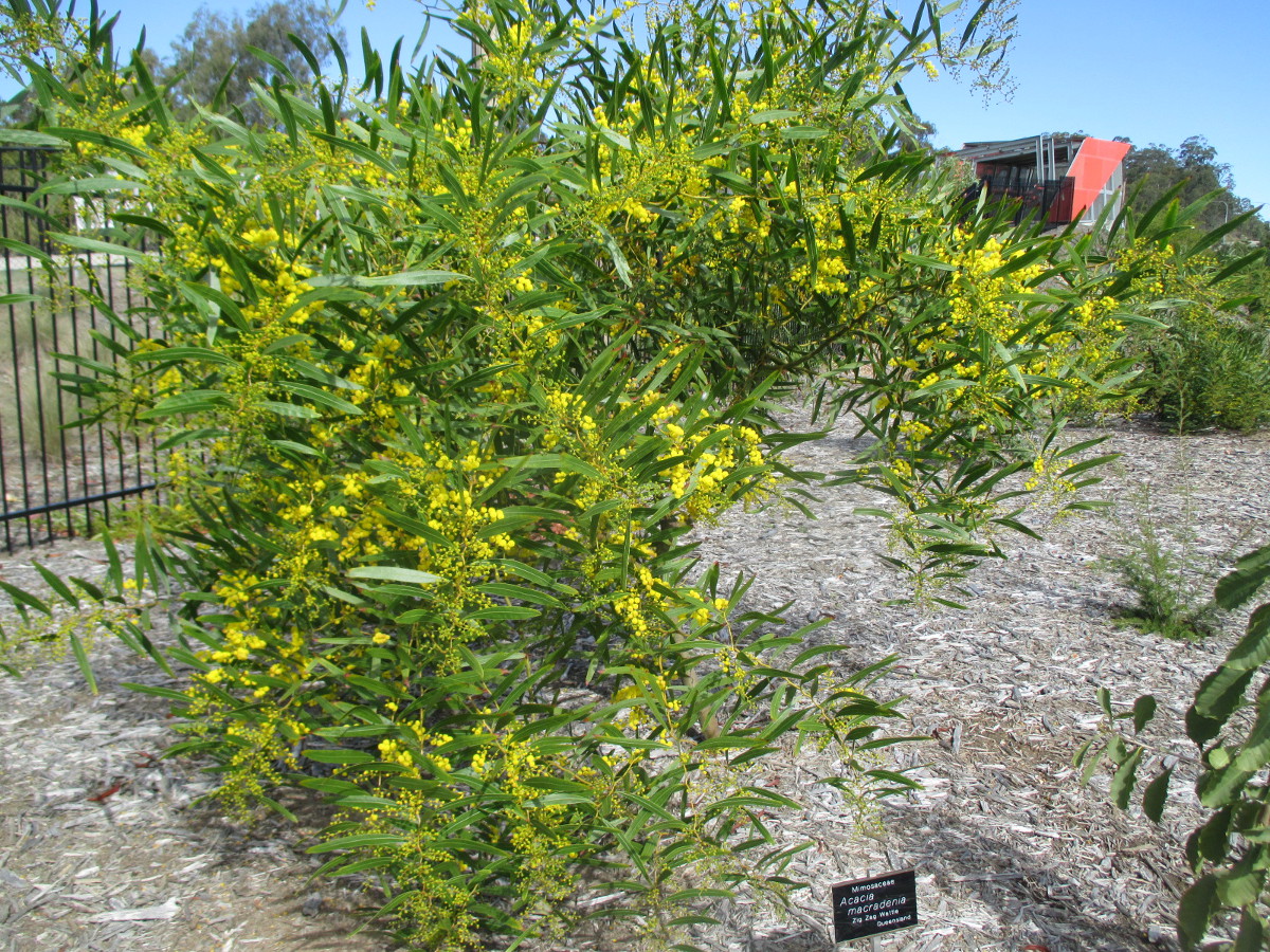 Изображение особи Acacia macradenia.