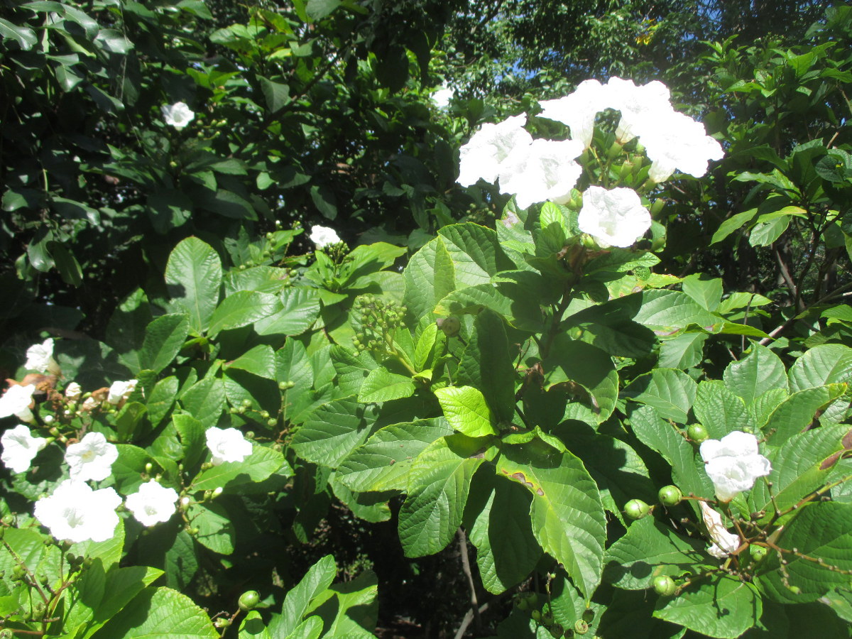 Image of Cordia superba specimen.