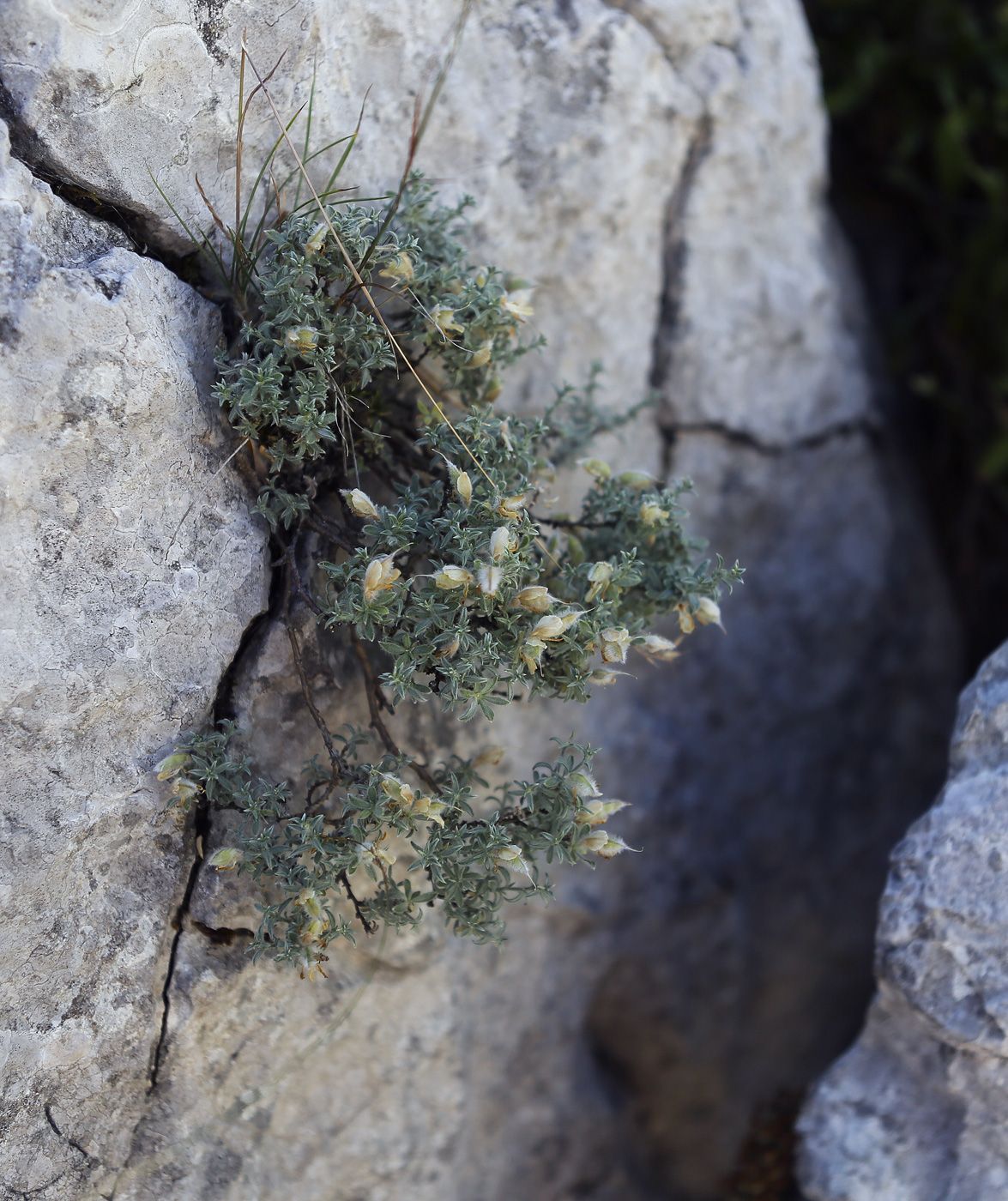 Image of Genista millii specimen.